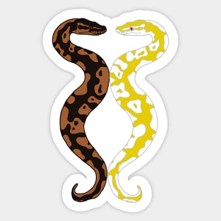 Twin Ball Pythons Sticker